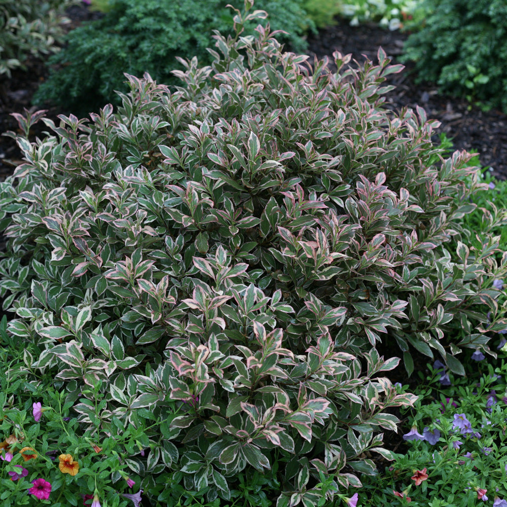 Weigela My Monet Purple Effect 2G