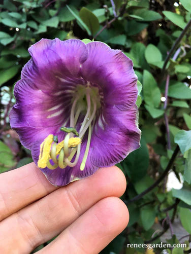 Cathedral Bells Vine