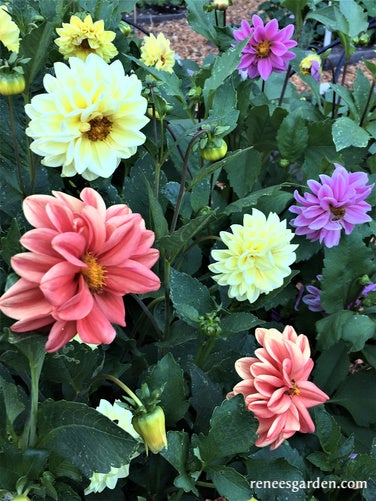 Dahlia Dwarf Watercolor Silks