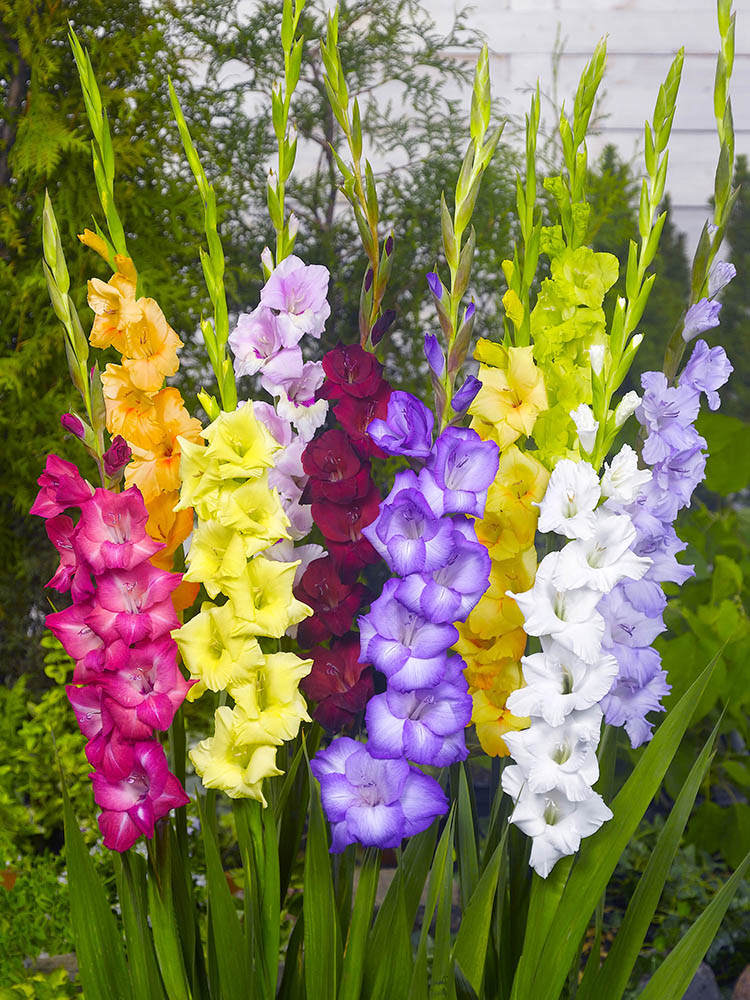 Gladiolus Rainbow Bulb Bonus Pack