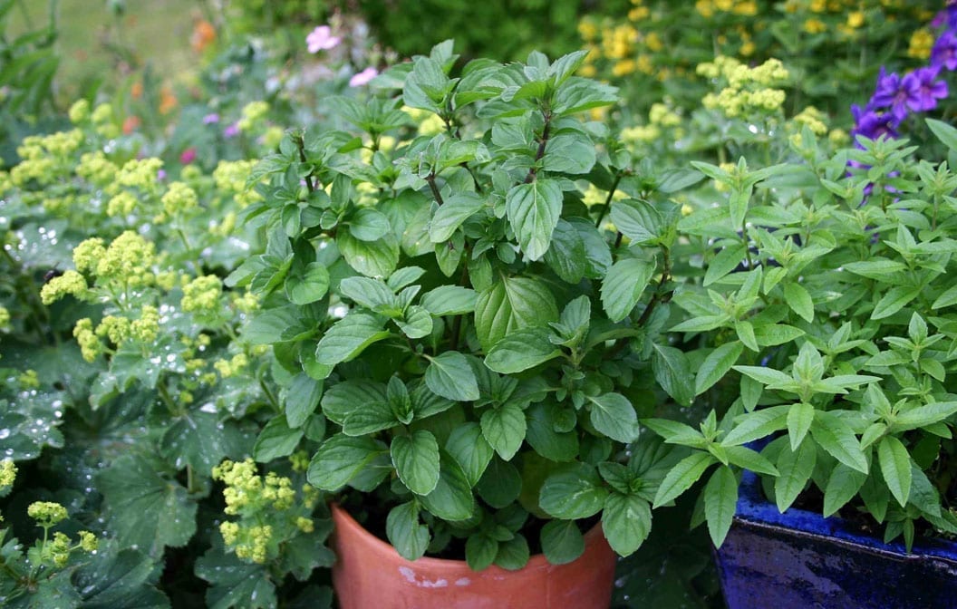 Mint Orange 4" Pot