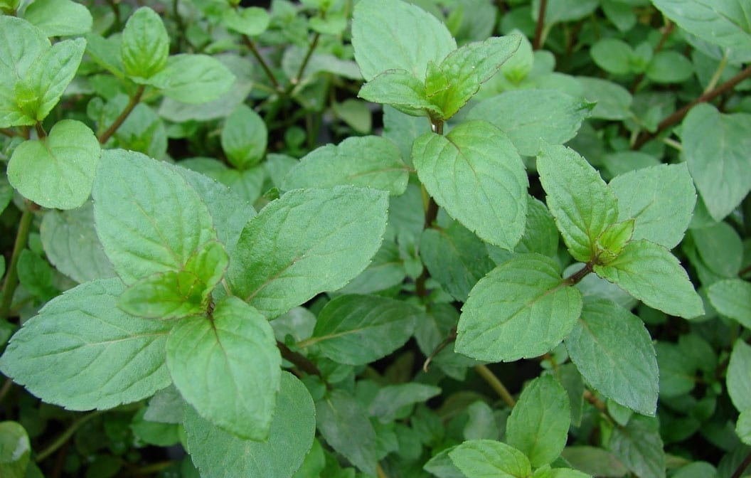 Mint Peppermint 4" Pot