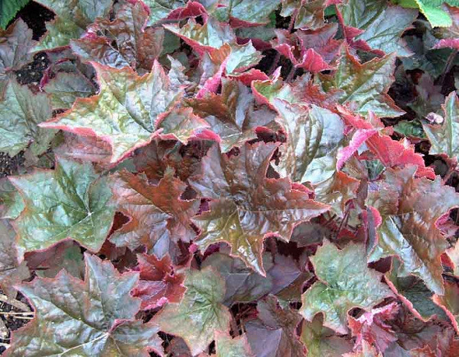 Coral Bells Purple Palace 1G