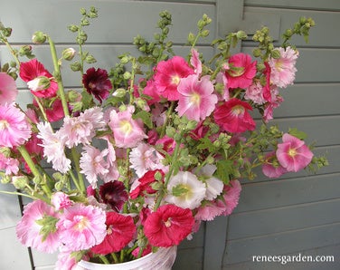 Hollyhock Indian Spring