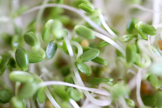 Sprouts Red Clover Seeds 125gm
