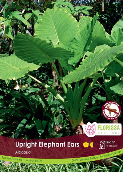Caladium Colocasia Upright Elephant Ears