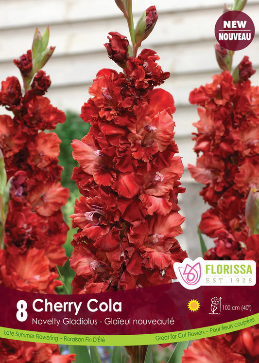 Gladiolus Novelty Cherry Cola Bulbs