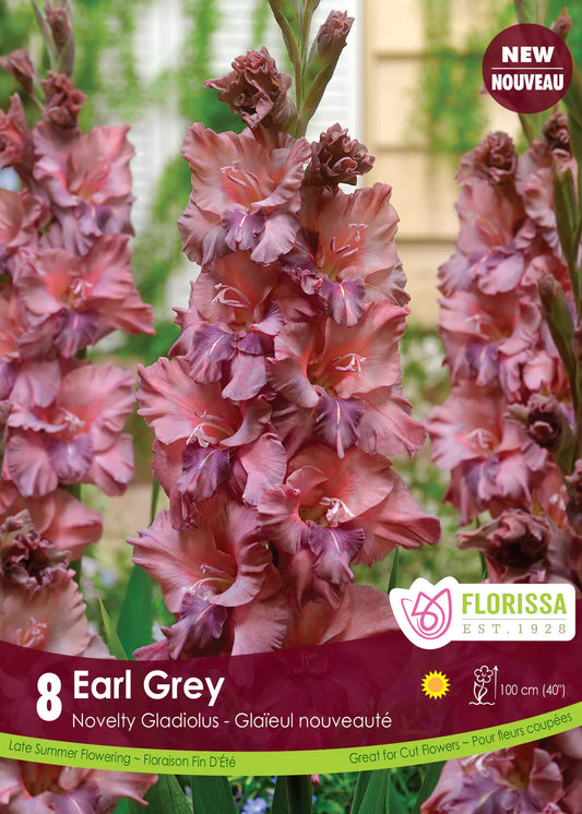 Gladiolus Novelty Earl Grey Bulbs
