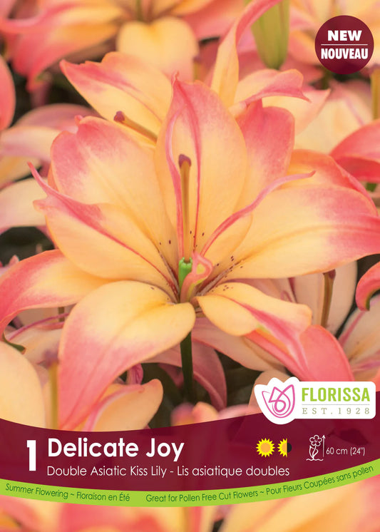 Lily Delicate Joy Bulbs