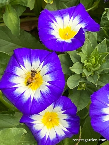 Morning Glory Bush Blue Ensign