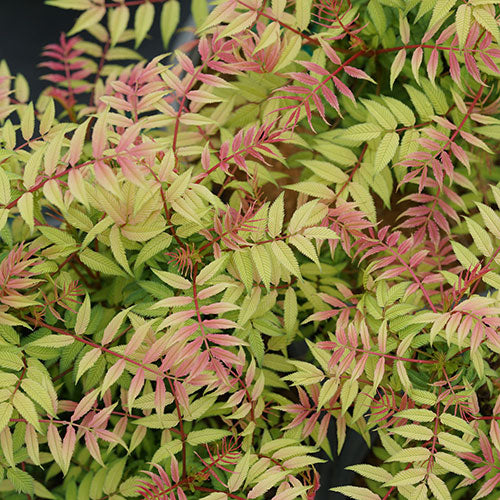 False Spirea Mr. Mustard 5G