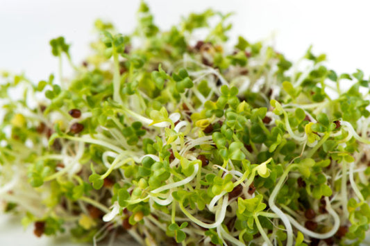Sprouts or Microgreens Brown Mustard Seeds 100gm
