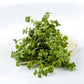 Sprouts Oriental Wasabi Mustard 100gm