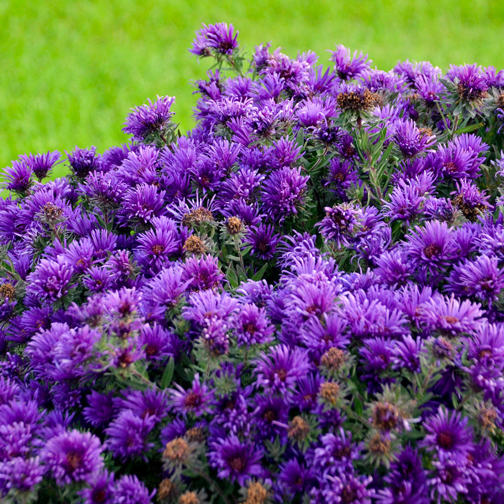 Aster Grape Crush