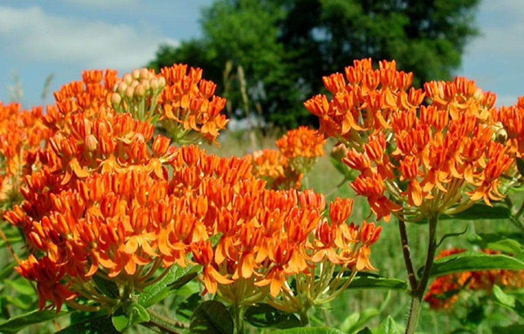 Milkweed Orange Butterfly Weed 1G