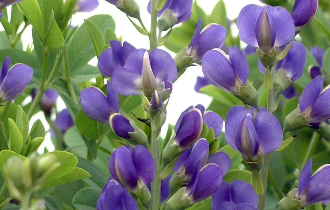 Blue False Indigo 1G