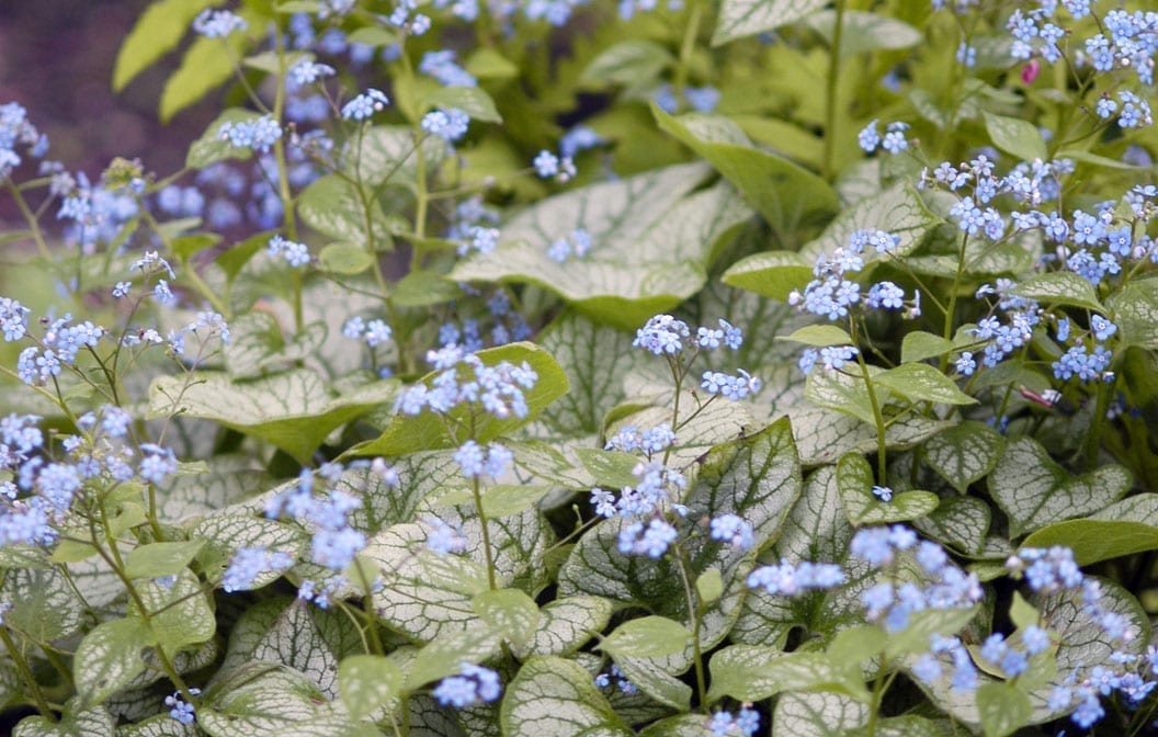 Brunnera Jack Frost 1G