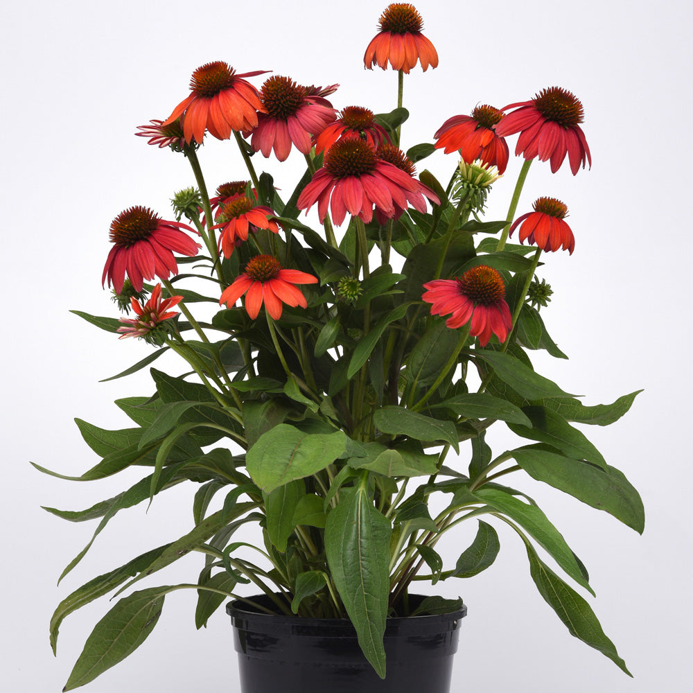 Echinacea Soft Orange Coneflower 2G