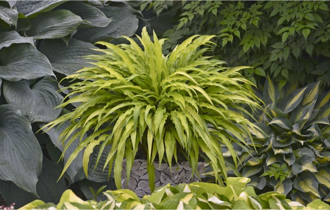 Hosta Curly Fries 1G