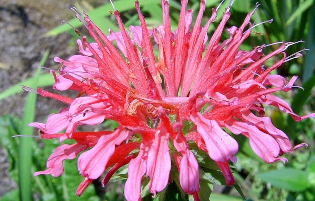 Monarda 'Coral Reef' (Bee Balm) 1G