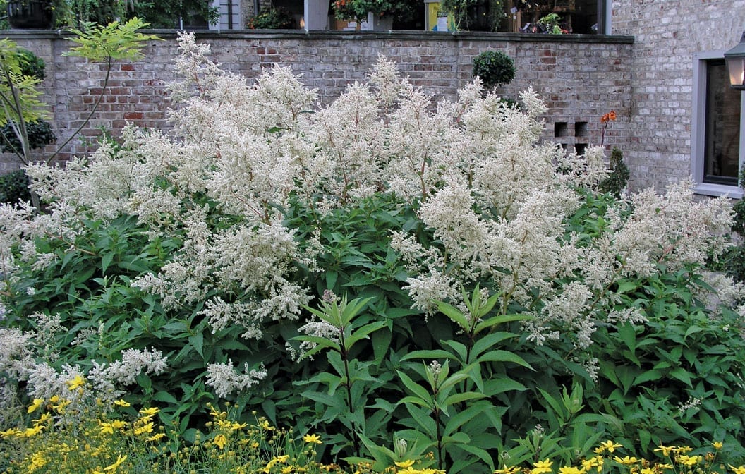 Fleeceflower Giant 1G