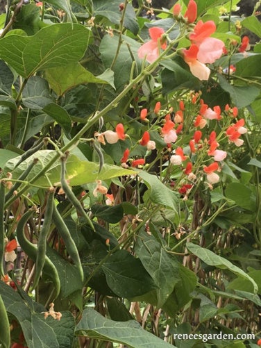 Runner Bean Painted Lady