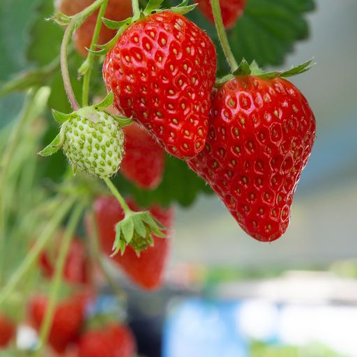 Strawberry Bare Root Promo Pack