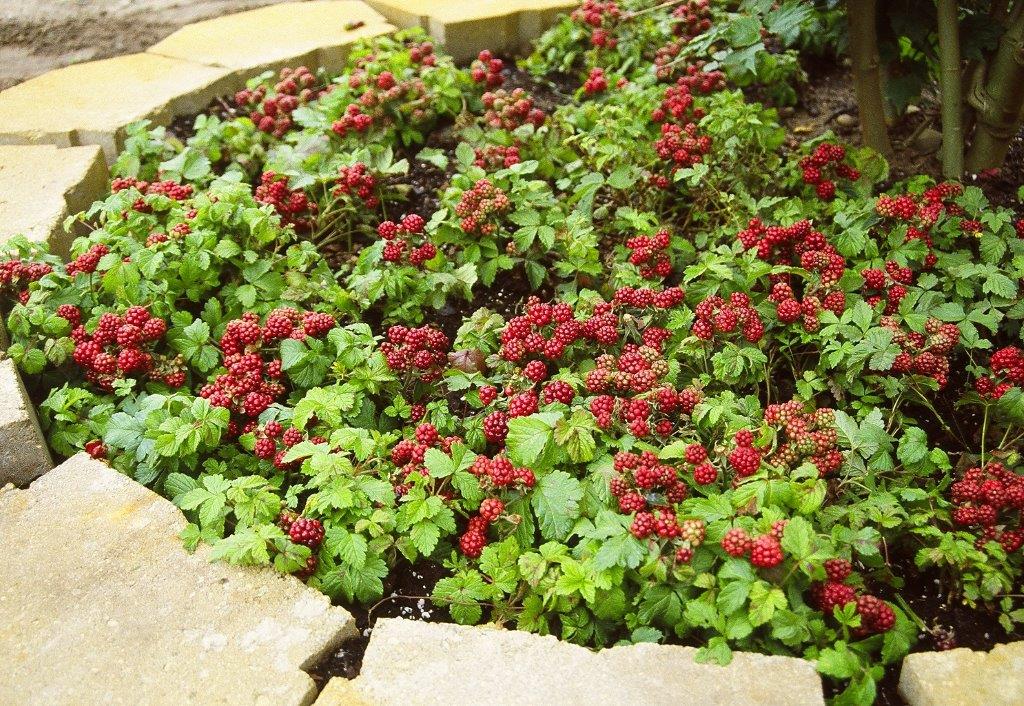 Raspberry Ground Cover Collection Valentina and Anna