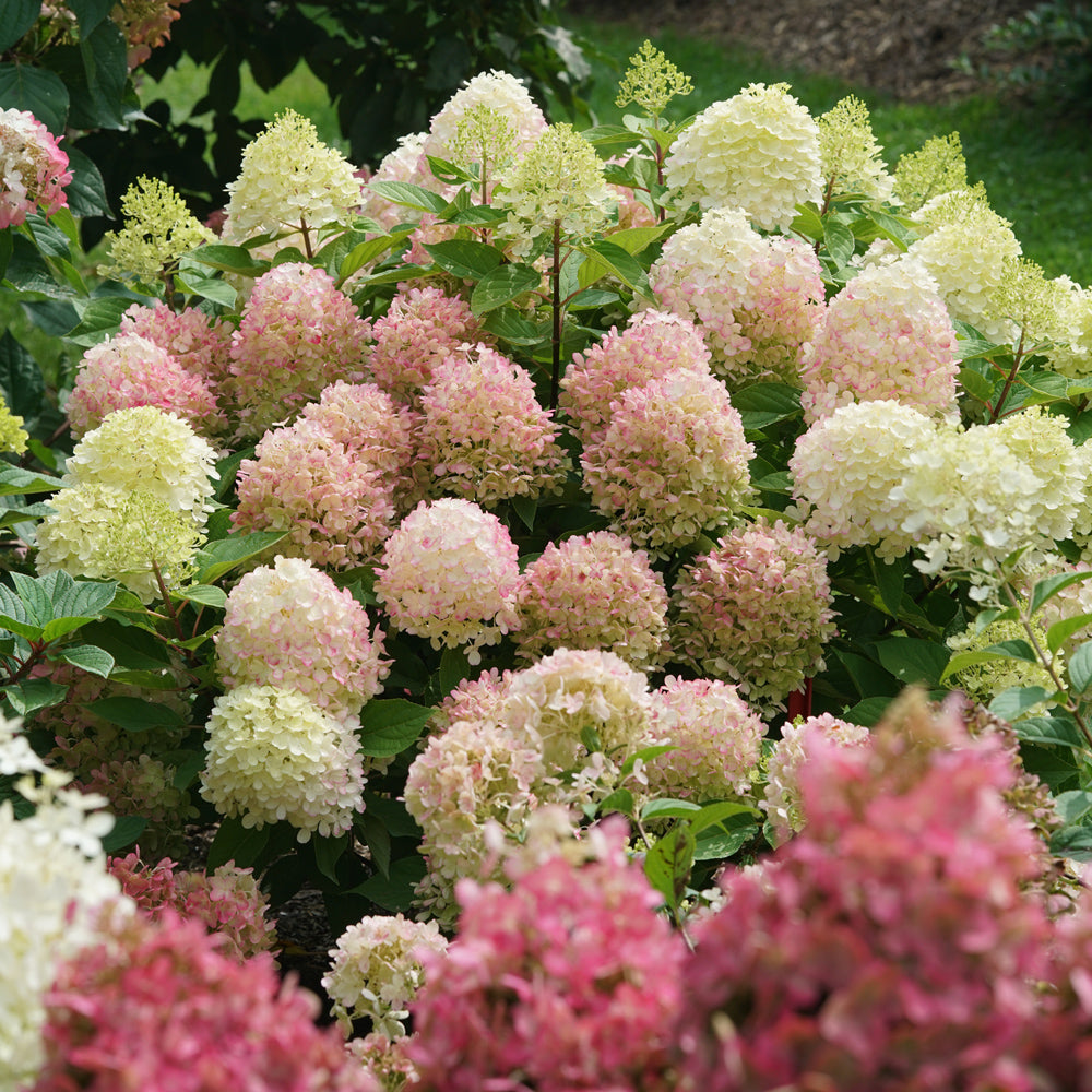 Hydrangea Firelight Tidbit 2G