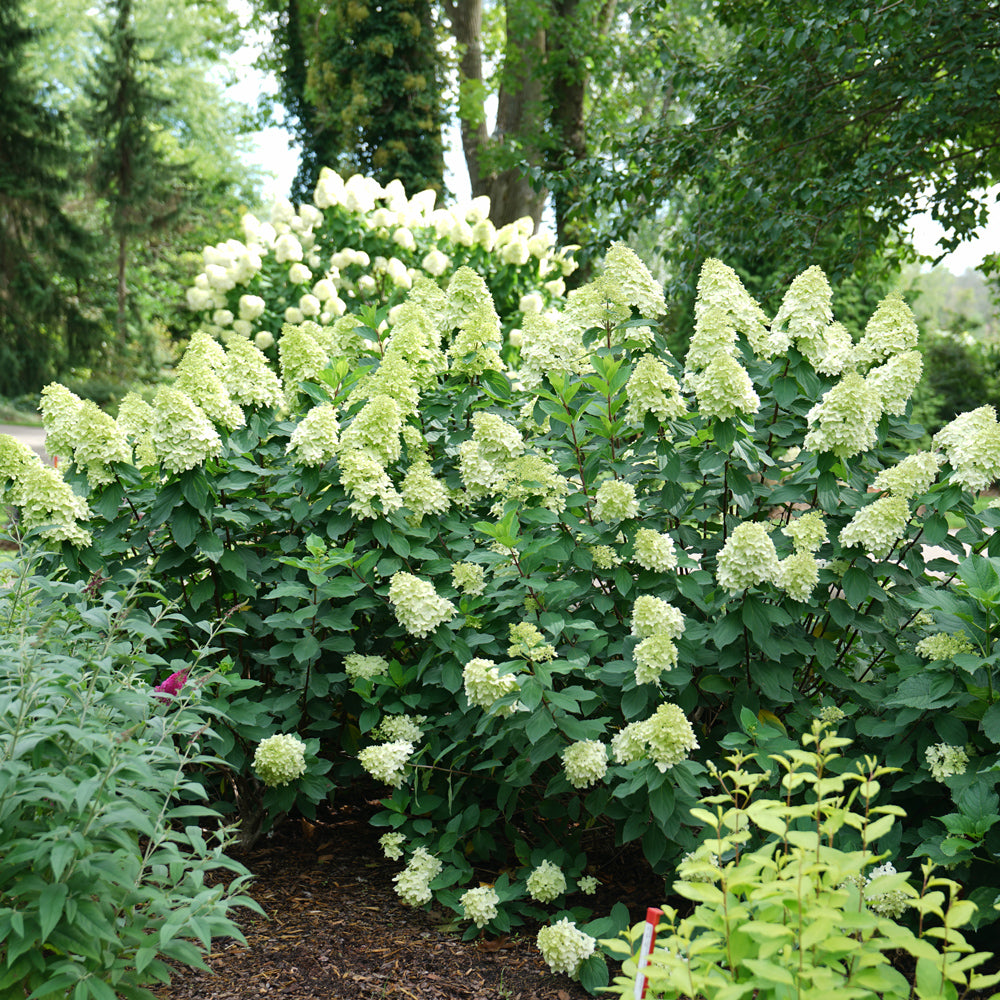 Hydrangea Limelight Prime 2G