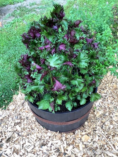 Shiso Perilla Showy Bicolor