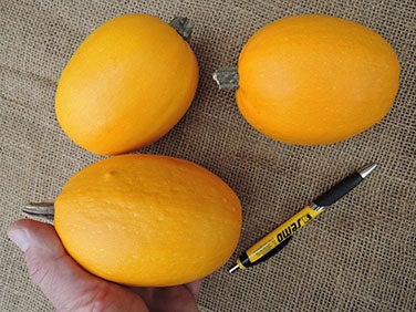 Squash Winter Baby Spaghetti