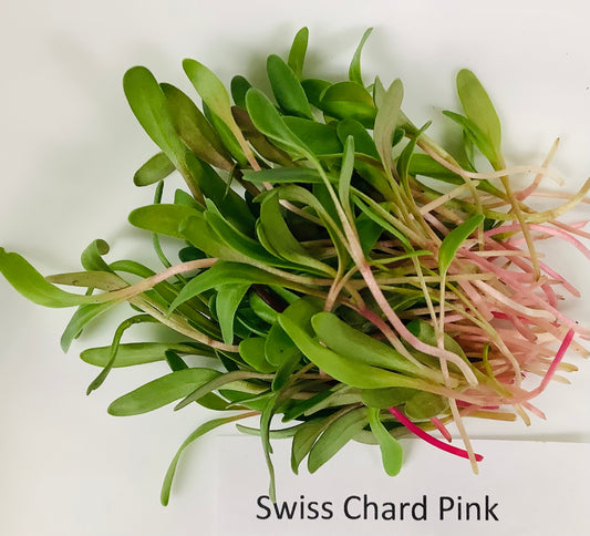 Microgreens Swiss Chard 30gm