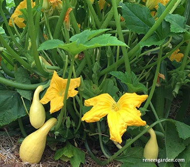 Squash Summer Supersett Crookneck