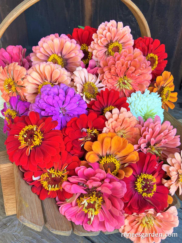 Zinnia Florist's Blue Ribbon Bouquet