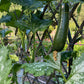 Squash Zucchini Incredible Escalator Organic