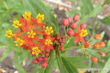 Asclepias Butterfly Milkweed Bright Wings