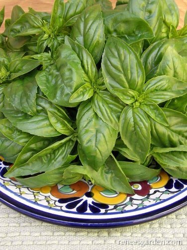 Basil Italian Genovese Organic