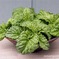 Basil Salad Leaf