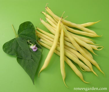 Bean Bush Roc d'Or Organic