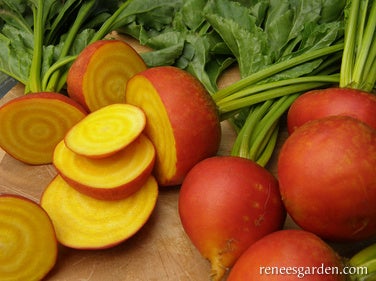 Beet Gourmet Golden