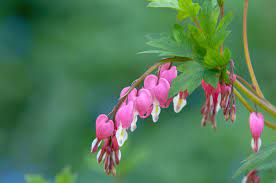 Dicentra Bleeding Heart Old Fashion Pink 1G