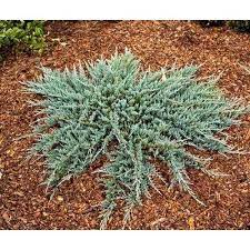 Juniper Blue Chip 2G