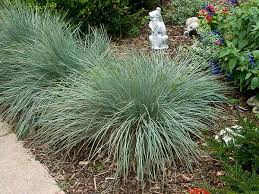 Grass 'Blue Oat' 1G
