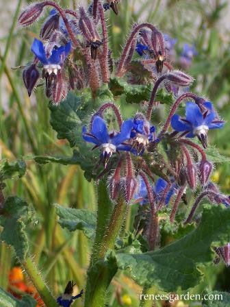 Borage