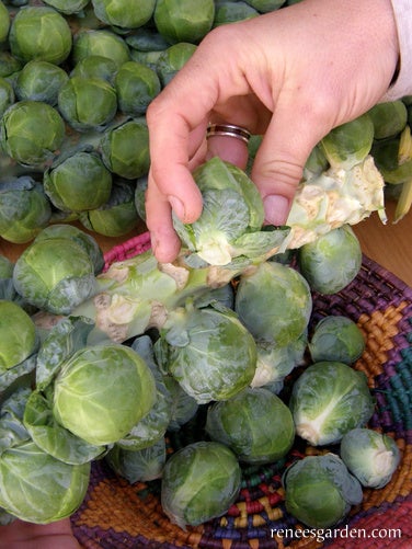 Brussels Sprouts Heista