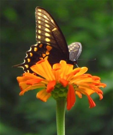 Seeds for a Butterfly Garden