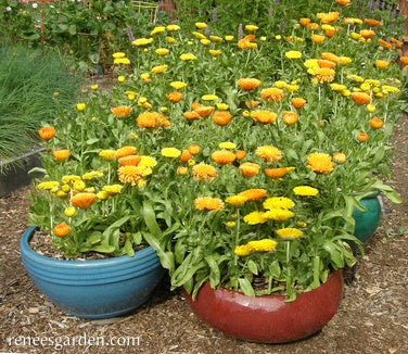 Calendula Orange & Lemon Twist
