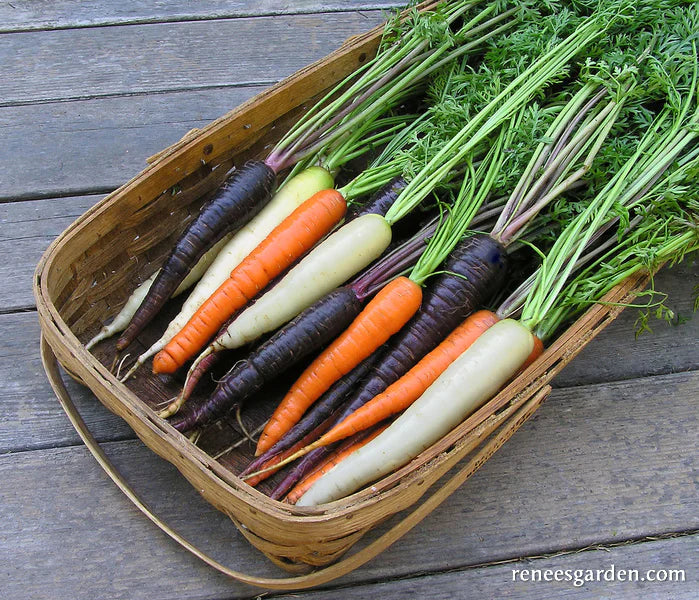 Carrot Circus Circus Tricolour Mix