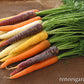 Carrot Rainbow Harlequin Mix